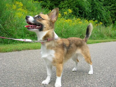 Dog walking leash canine photo
