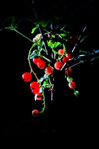 Fruits plant garden