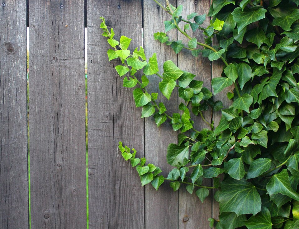 Decoration plant nature
