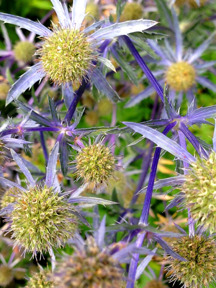 Blue flower nature
