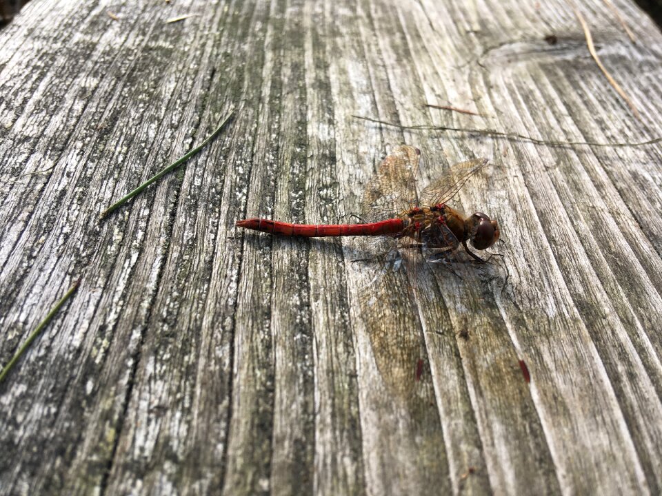 Macro nature red dragonfly photo