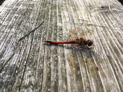 Macro nature red dragonfly photo
