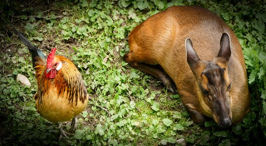 Animals eintracht side by side