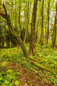 Forest floor overgrown away