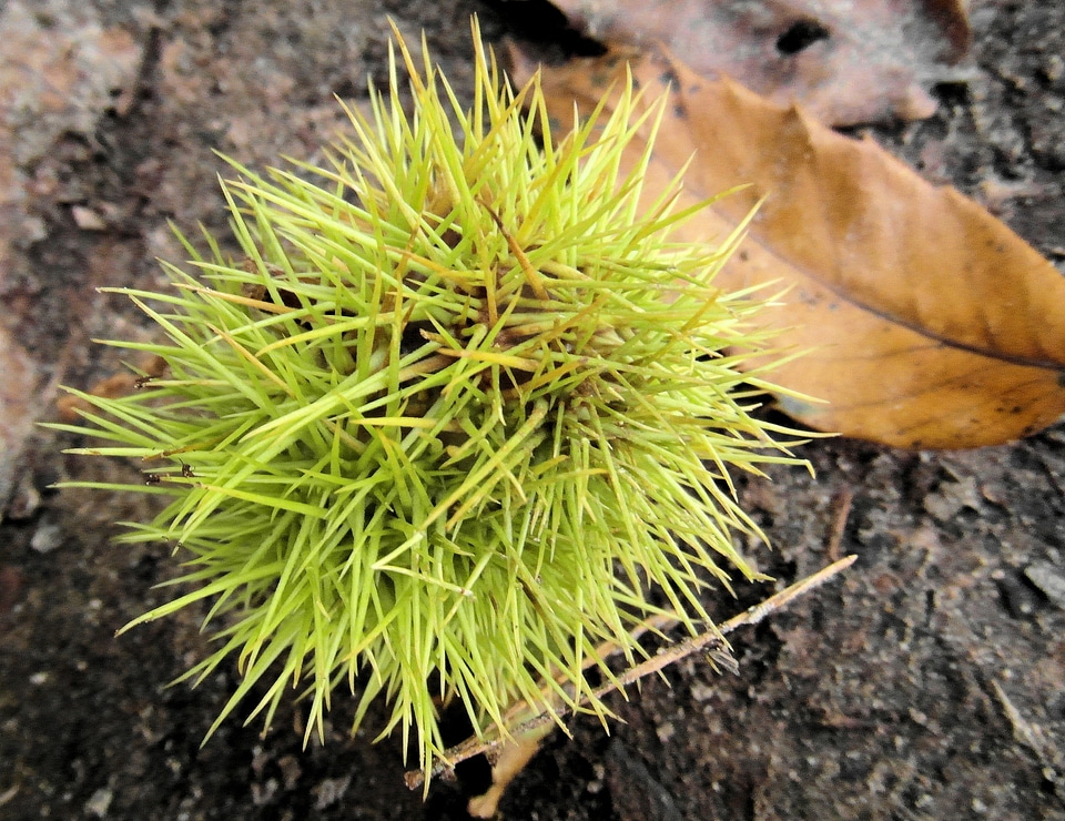 Prickly sweet chestnuts palatinate