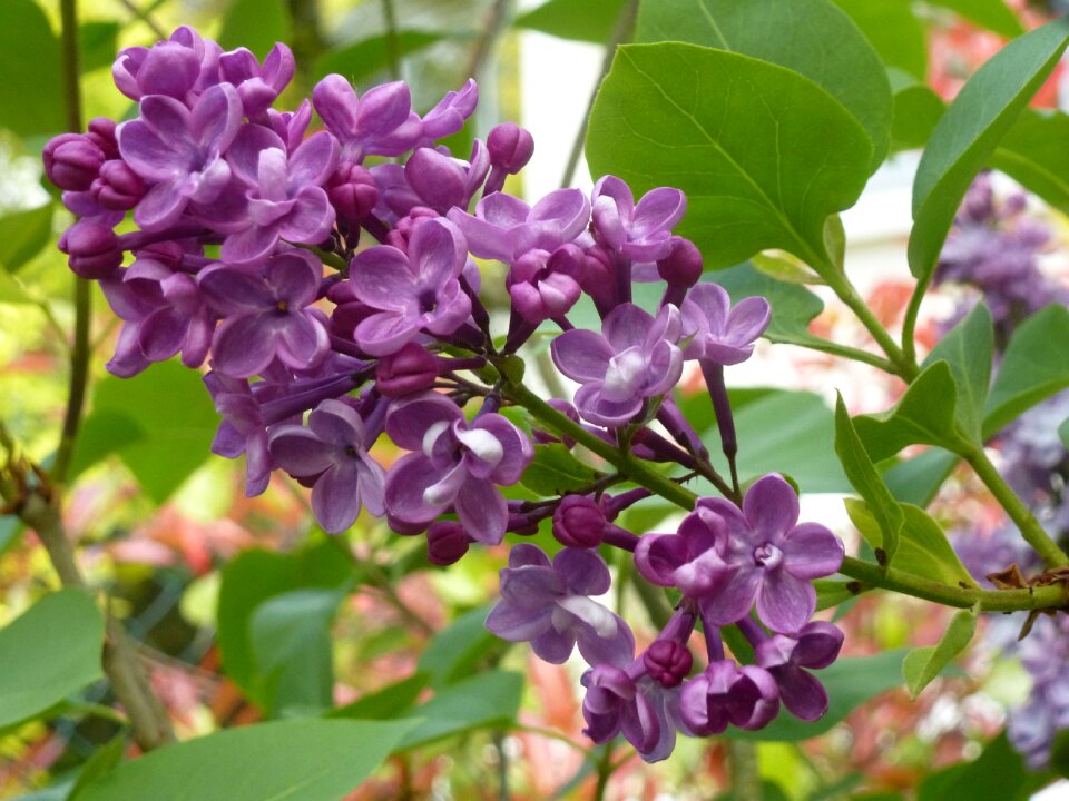 Lilac purple spring