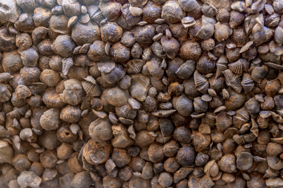 Marine sea seashell