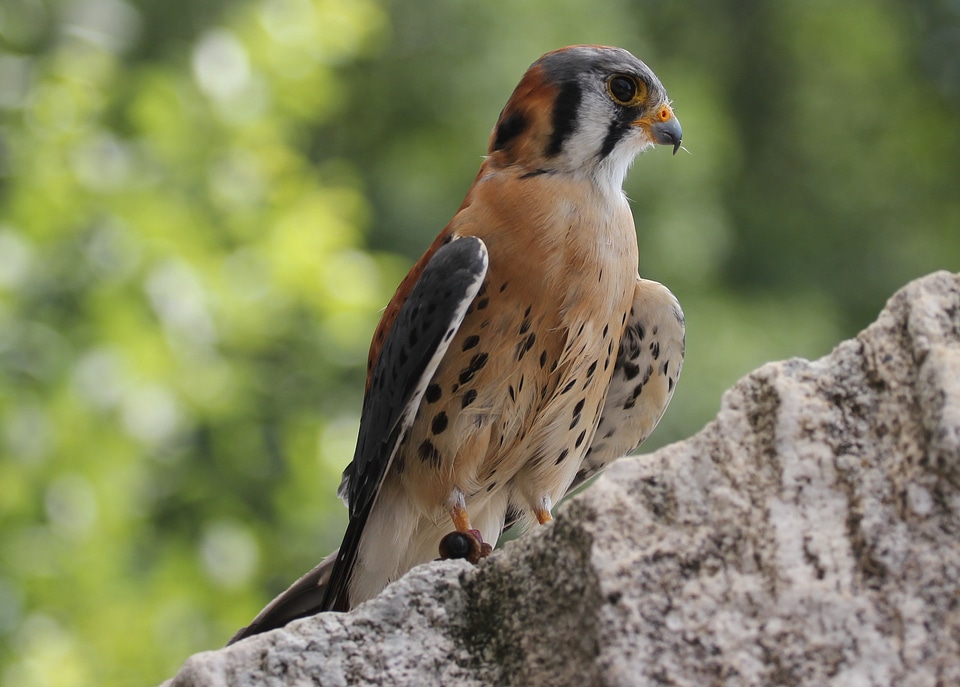 Falcon adler bird of prey