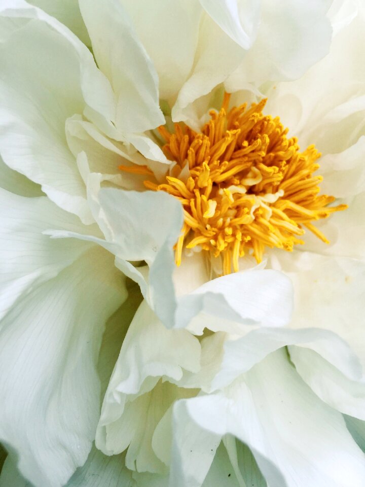 White flowers floral nature