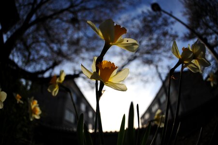 Narcissus evening blue