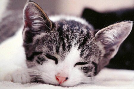 Cat sleep young