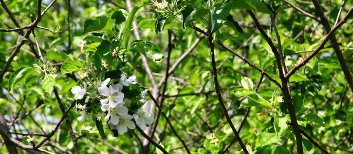Outdoors blossoms apple