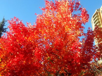 Red nature