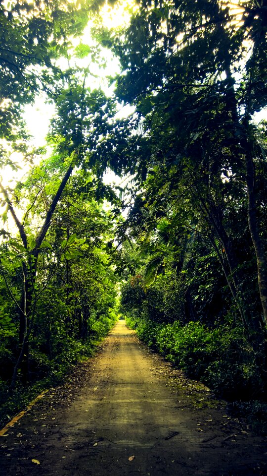 The untamed mystery forest wayside