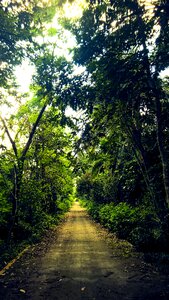 The untamed mystery forest wayside