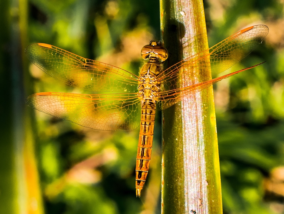 Close up wing chitin