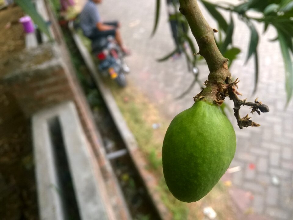 Fruit green fresh
