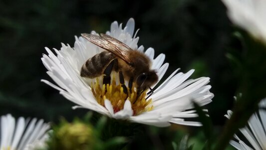 Bee flower nature