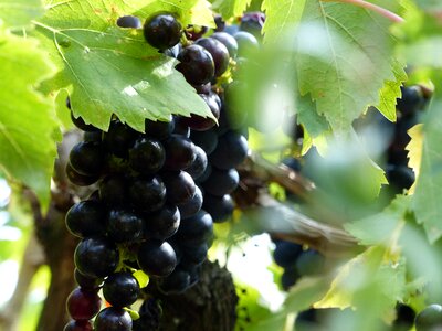 Vineyard grape autumn