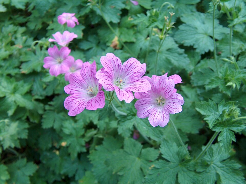 Plant garden botany