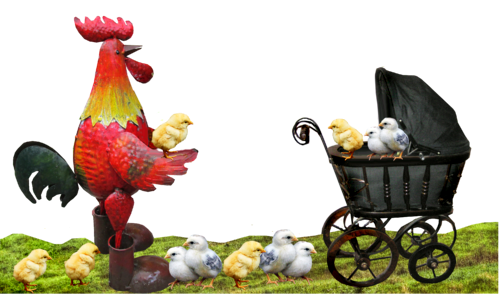 Chickens fatherhood family