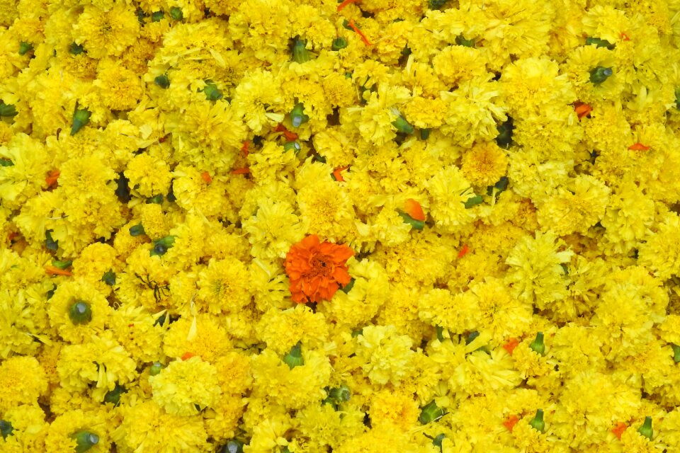 Yellow festival
