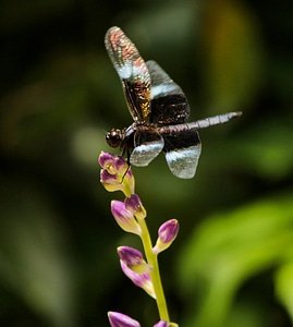 Wing fly wildlife photo