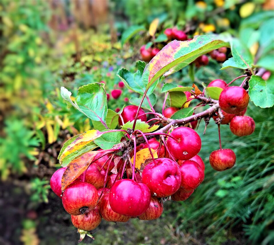 Branch many fruits small forms