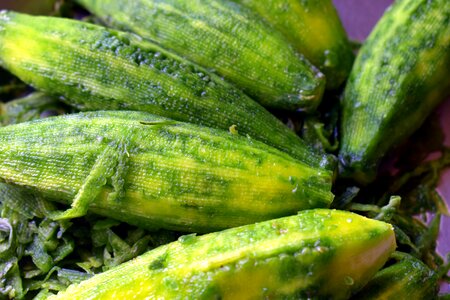 Balsam-pear momordica charantia