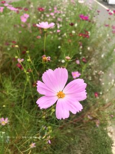 Landscape nature flowers