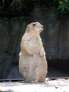 Croissant gophers fur photo