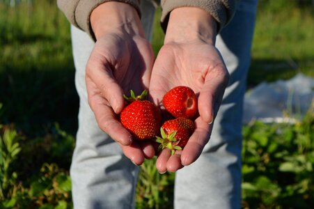 Appetizing red tasty photo