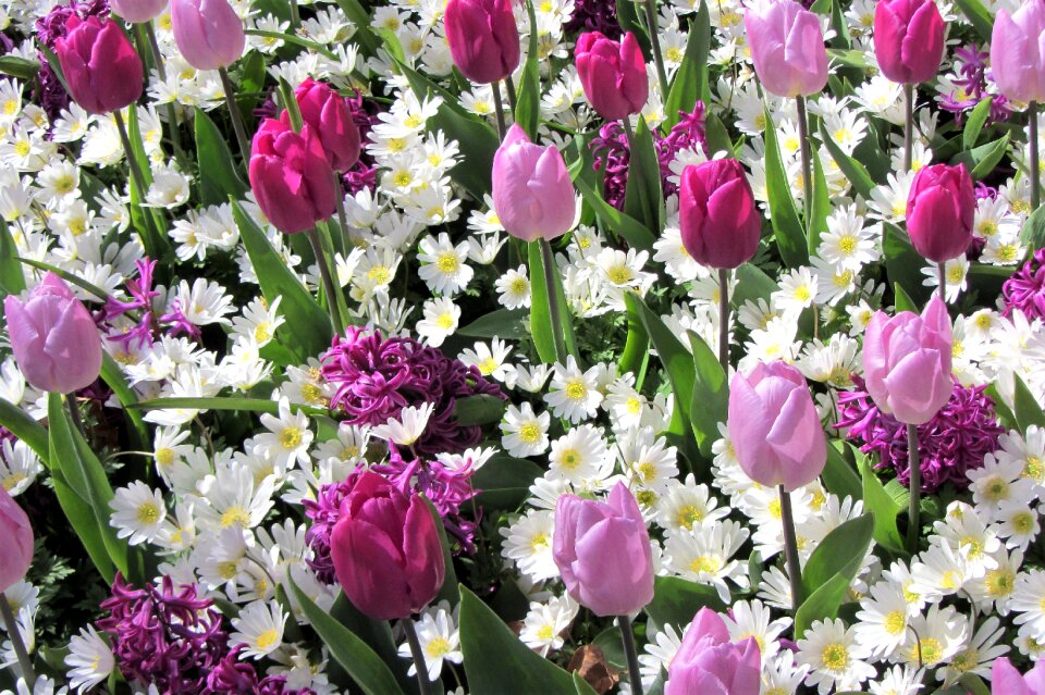 White margriet purple