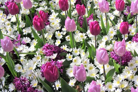 White margriet purple