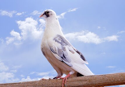 Feathers animals animal