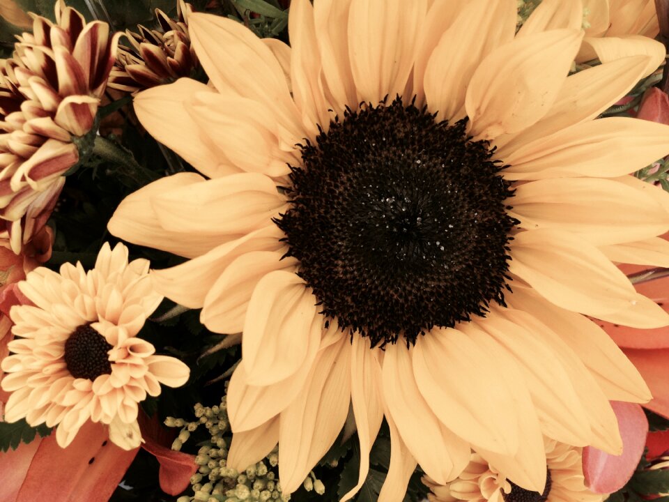 Summer nature floral