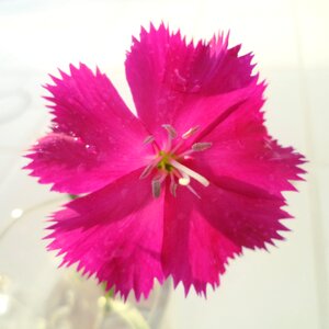 Plant color pink petals photo