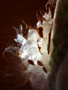 Grass parakeets seeds macro