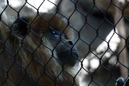 Zoo animal