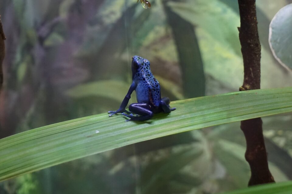 Amphibian blue