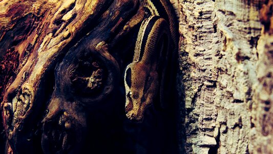 Tree lizard exotic
