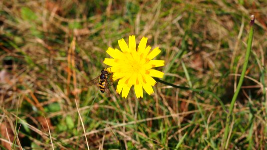 Blossom bloom insect