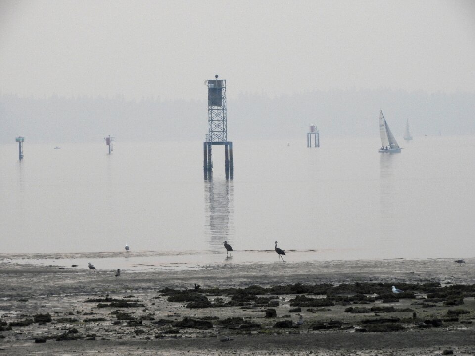 Marine nature sailing