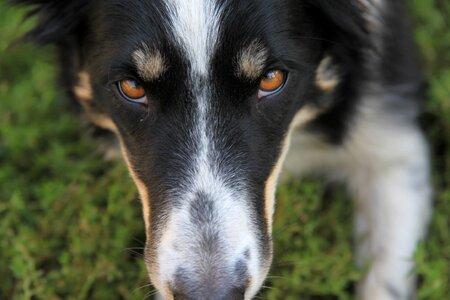 Border collie outside love