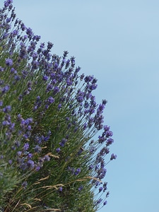 Purple wild plant wildblue