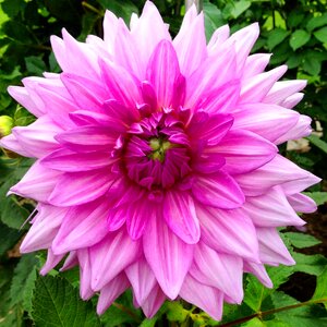 Pink flower pink pink petals photo