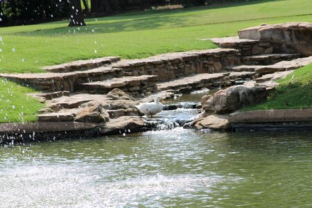 Duck pond bird