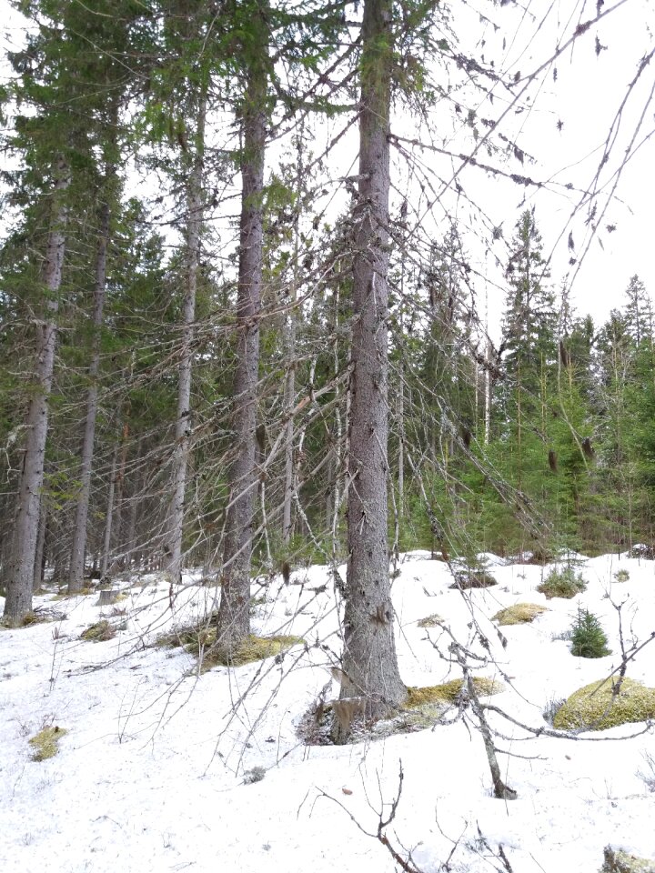 Landscape tree climate