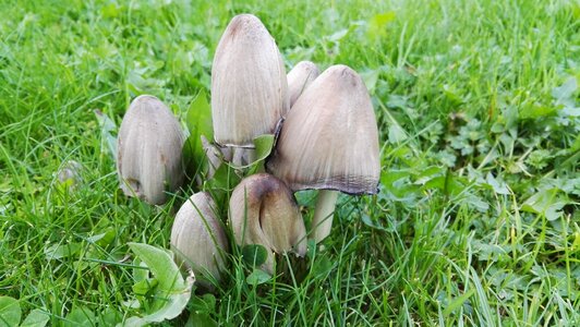 Mushrooms meadow autumn