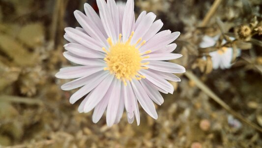 Nature flower blossom bloom photo